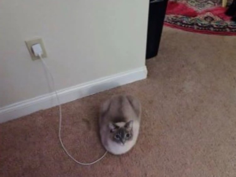 PunchingCat's tweet photo. don't forget to charge your car https://t.co/G5tttQ9L0v