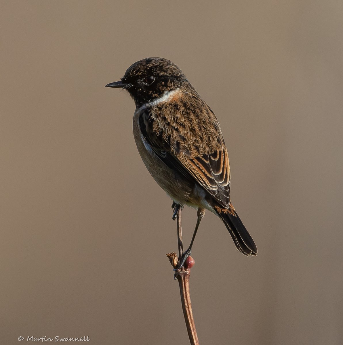 Martin Swannell (@alanthetortoise) on Twitter photo Male Stonechat #Northantsbirds Priors Hall , Corby .
<a href="/barbeldave/">David Smith</a> @jcbirder <a href="/bonxie/">Mike Alibone</a> <a href="/BBCspringwatch/">BBC Springwatch</a> Male Stonechat #Northantsbirds Priors Hall , Corby .
<a href="/barbeldave/">David Smith</a> @jcbirder <a href="/bonxie/">Mike Alibone</a> <a href="/BBCspringwatch/">BBC Springwatch</a>