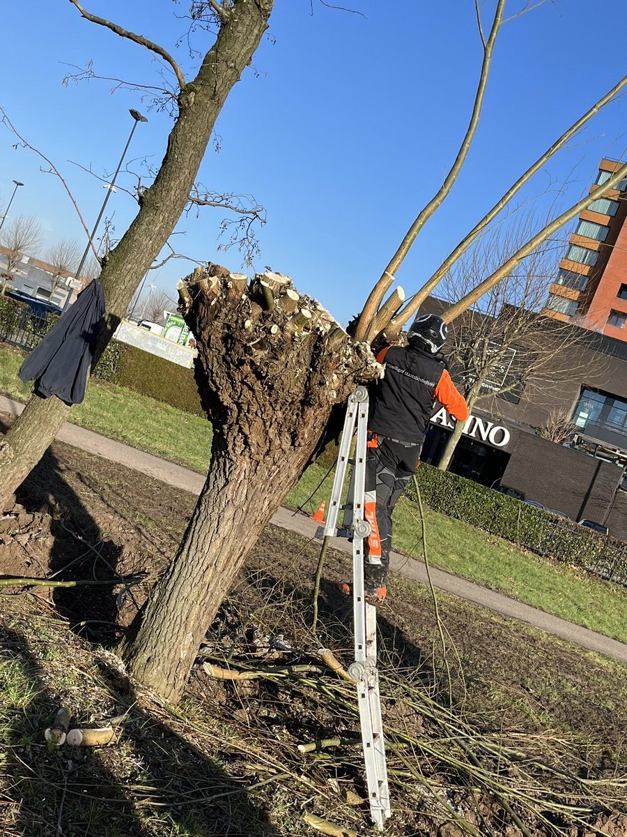 KnotploegDuiven's tweet photo. Knotten met twee nieuwe frisse Knotters, op een mooie zonnige morgen in @GemeenteDuiven Tussen een gokje wagen en nieuwe ‘voeding’ voor Duiven. @SLGelderland @DuivenBeleven https://t.co/cYxpR7bmdQ