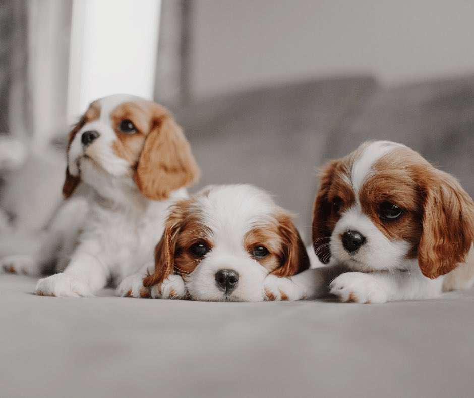TrustedPups's tweet photo. Discover the exclusive benefits of being on a dog breeder's waiting list, from personalised service to early access to litters.

https://t.co/KVgA5FaAzT https://t.co/UQEnS89s34