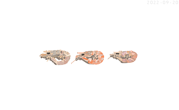 かわいいにぼし