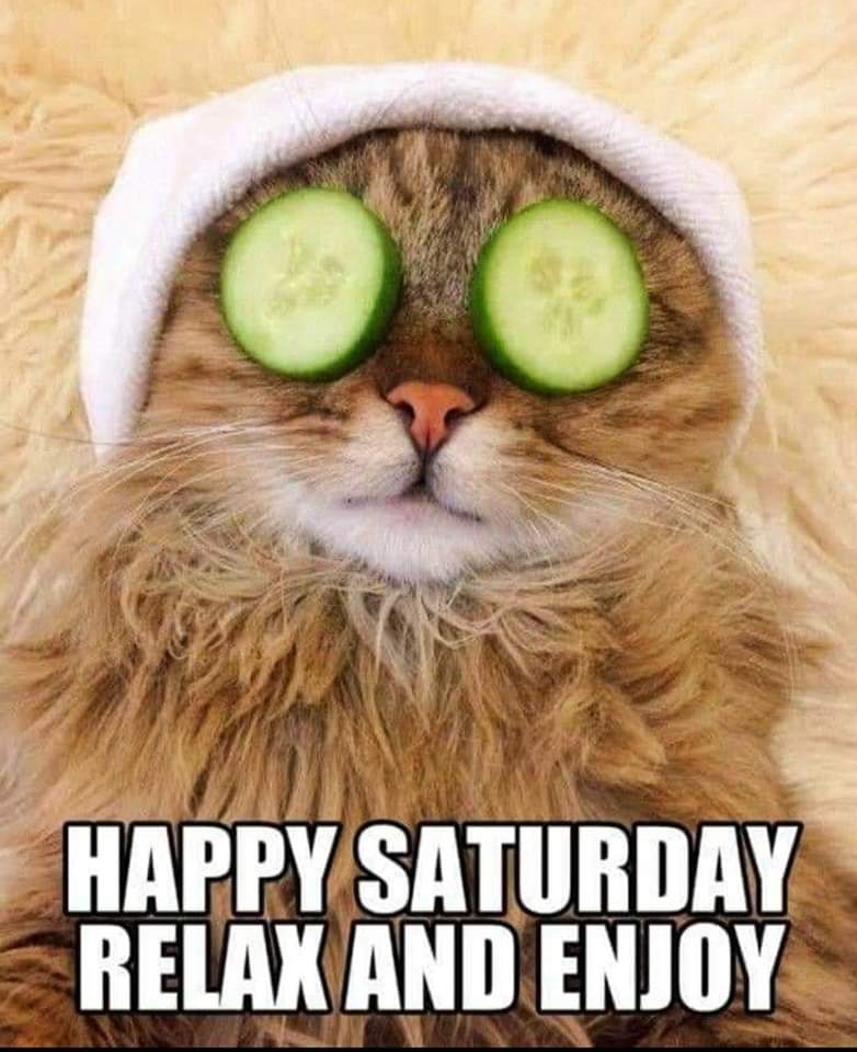 Fritztopcat's tweet photo. #Caturday #CatsOfTwitter https://t.co/IfpZaruf6k