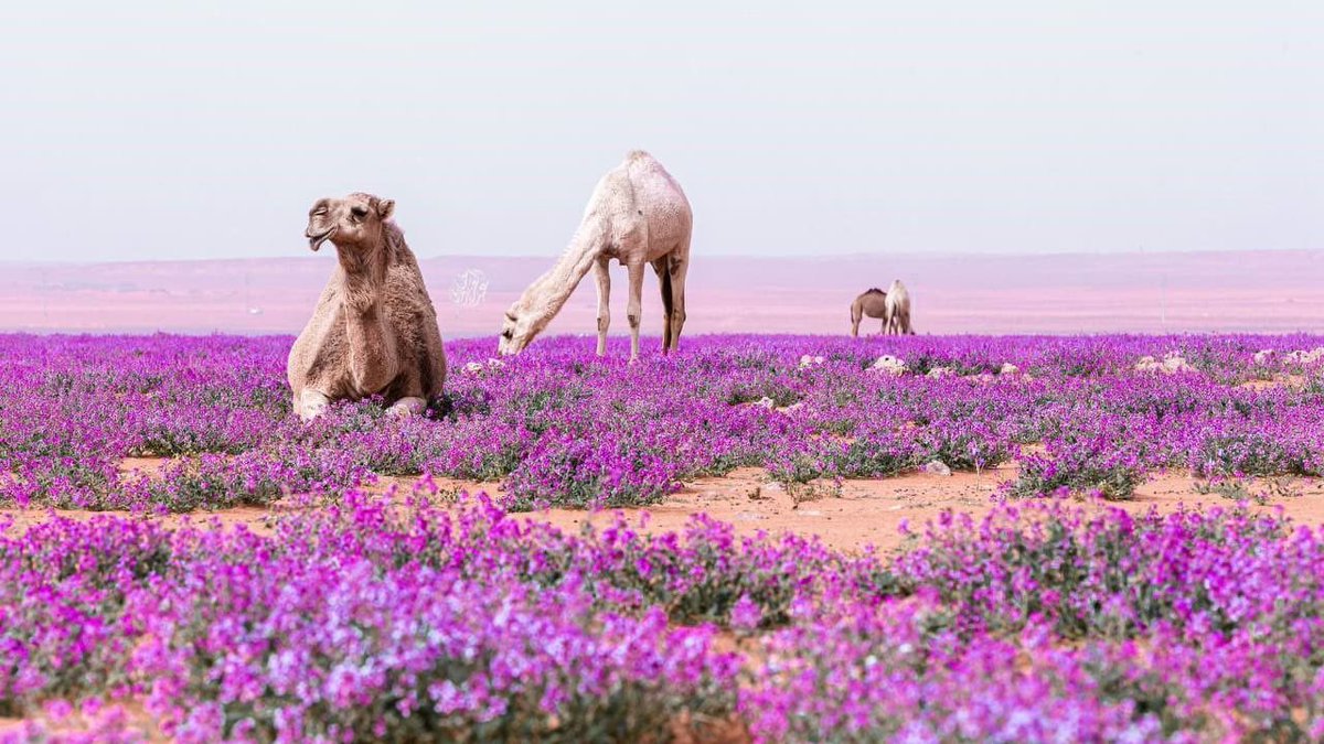يالج قلببي لج لجٍ على لج 
لجت قطيعٍ مضمياتن حيامي 
••
لاوهني اللي يسج القدم سج
في خايع ٍ فيه النفل والخزامـي 
••
وامد شوفـي  ب الشقيه مع الفج 
قدام روحـي  لاتجــي ف الظلامي 
••
وادخل بيتٍ مغلقٍ دون منهج 
وتقرا علي الفاتحه والسلامي
••
#غناه_العطاوي