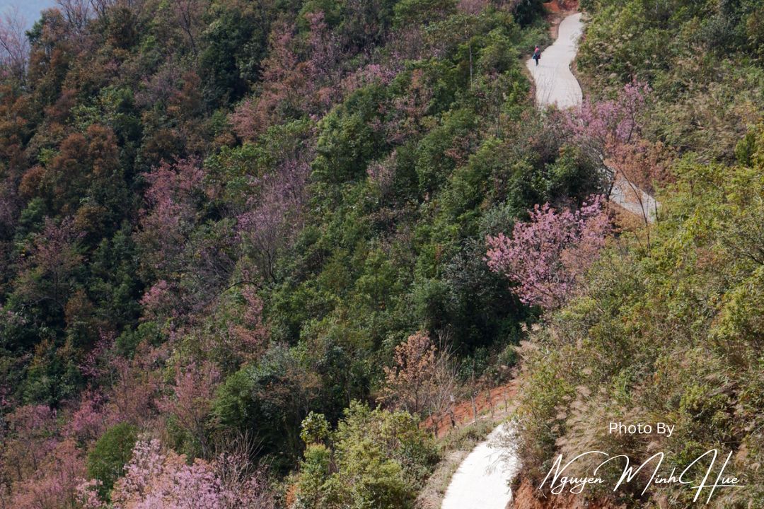 Originvietnam's tweet photo. Discover the beauty of To Day flower season in Mu Cang Chai with Origin Travel! Let us plan for you and lead you to explore wild roads, lands where flowers bloom in season with memorable memories.
#origintravel #originvietnam #mucangchai #ToDayflowe #HoaToDay https://t.co/g61NESHrJ1