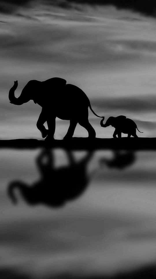 SearchRapusia's tweet photo. Beautiful https://t.co/i9QgVATr4a