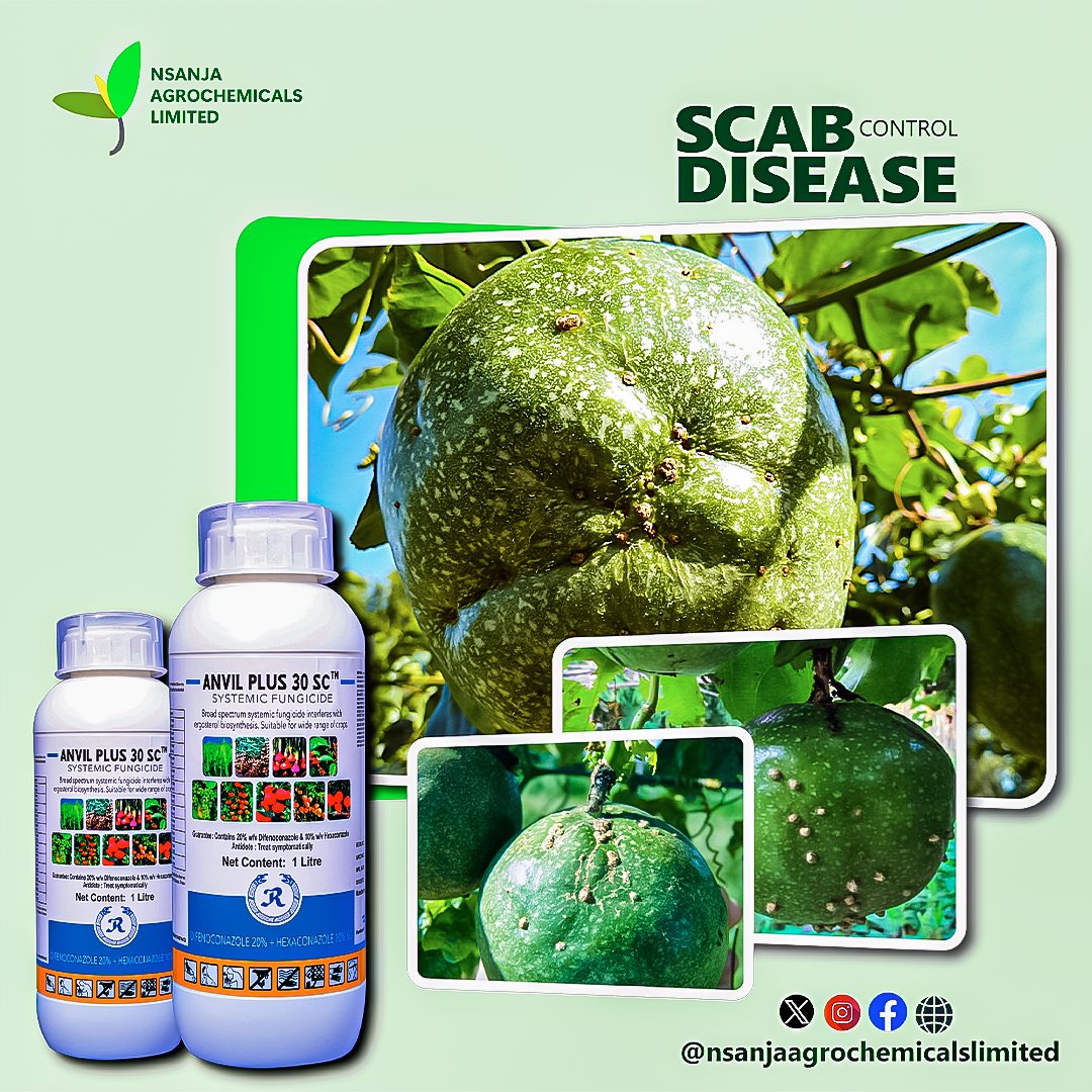 ANVIL PLUS controls passion fruit scab. Scab causes development of small translucent round spots on the leaves and fruits become corklike and brownish, resulting into deformed and stunted fruit. Additionally, twig dieback, flowering delay ,fruit quality.
#nsanjaagro #anvilplus