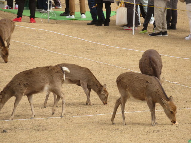 East_Spiral's tweet photo. ���良公園 若草山では「鹿せんべいとばし大会」が行われました✨

遠くへ飛ばせることができると景品がもらえます。
飛ばして地面に転がったせんべいは、鹿さんたちがおいしそうに食べていました🦌😊

#奈良 #奈良県 #奈良観光 #奈良公園 https://t.co/1FQBML84iv