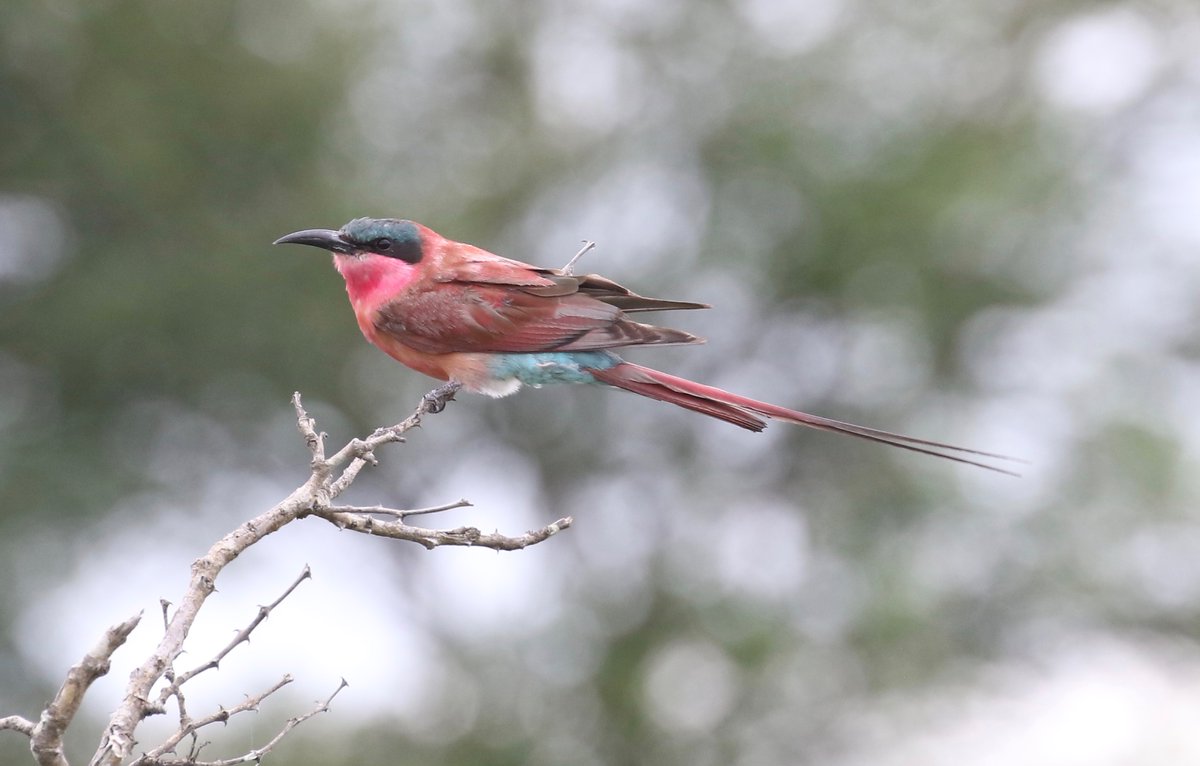 Well it’s a wrap! Our <a href="/Heatherleabirds/">Heatherlea Birding</a> birds trip to South Africa has finished but so many amazing memories for our group! #SouthAfricabirds