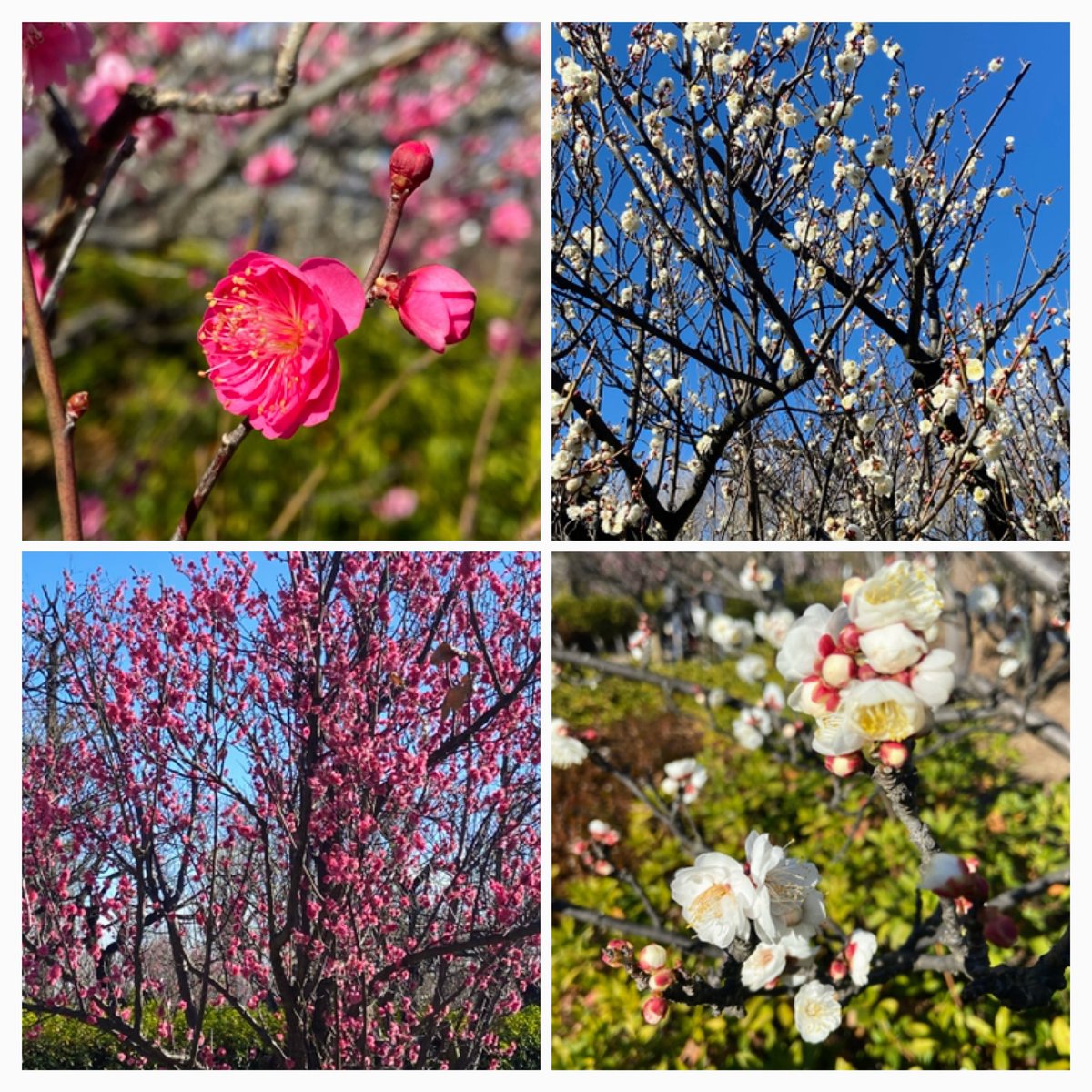 お写んぽで立ち寄った羽根木公園の梅は随分咲き揃って来ました🌸
春はもうすぐ🍃(✿´༥`✿)

#花写っと　#羽根木公園
#梅　#キリトリセカイ