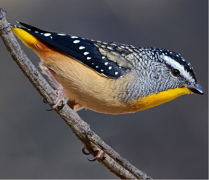 Looking for a postdoc in molecular evolution & macroevolution? Interested in connecting rates of genomic change to patterns of biodiversity? Come to Australian National University & work with us! jobs.anu.edu.au/jobs/postdocto… 📸Robin Eckerman (cover: Origins of Biodiversity 2019)