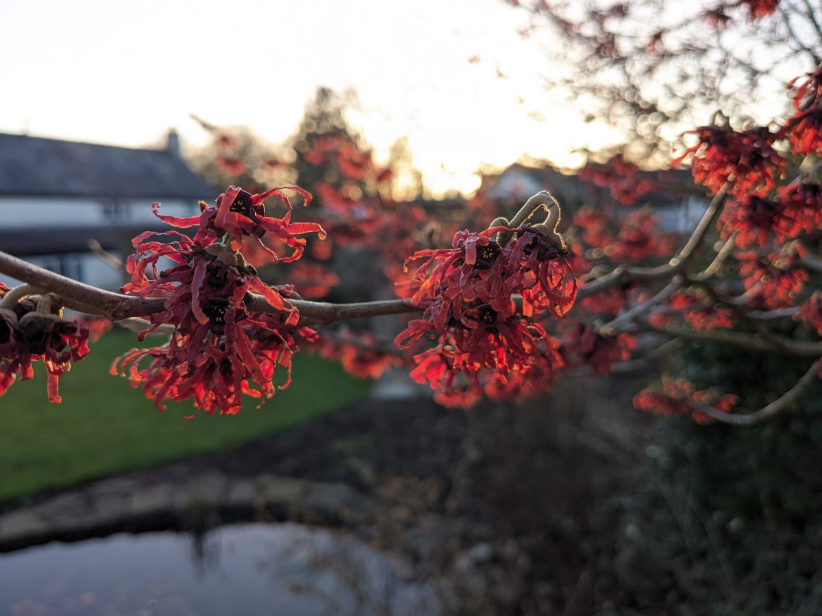 Hello all! Been a while since we posted on here, but we're back. This witch hazel is always the first plant to flower in the garden (apart from the odd snowdrop). Love the way it glows with the setting sun behind it....