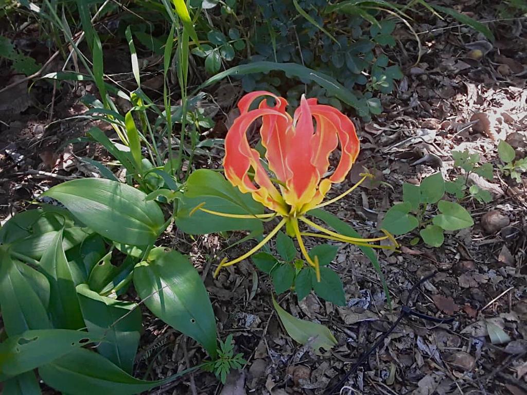 Discover the beauty of Zimbabwe's national flower, the Flame Lily, at Hillside Dams Conservancy. Despite its 'beautiful death' reputation, this stunning wildflower continues to thrive, revealing its resilience and toxic allure. 🌺 #FlameLily #Zimbabwe #HillsideDams