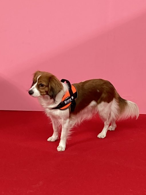 こ、これがメジャーリーガー級わんこ…

大谷サンのわんわんなんですわね… 