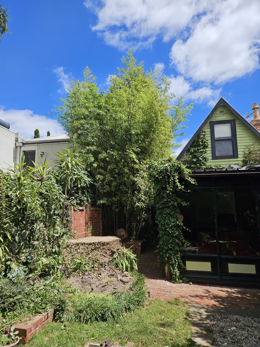 To start the new year, why not remove the largest sick palm I have ever seen with the longest drag and hardest position? Perfect way to get back in shape 😅 #HardWorkPaysOff #PALM #arbor #tree #Melbourne #Fitzroy #TreeClub