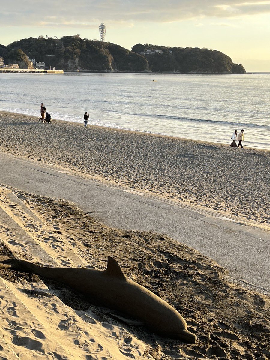 鵠沼海岸走ってたらイルカいた
上手いわァ