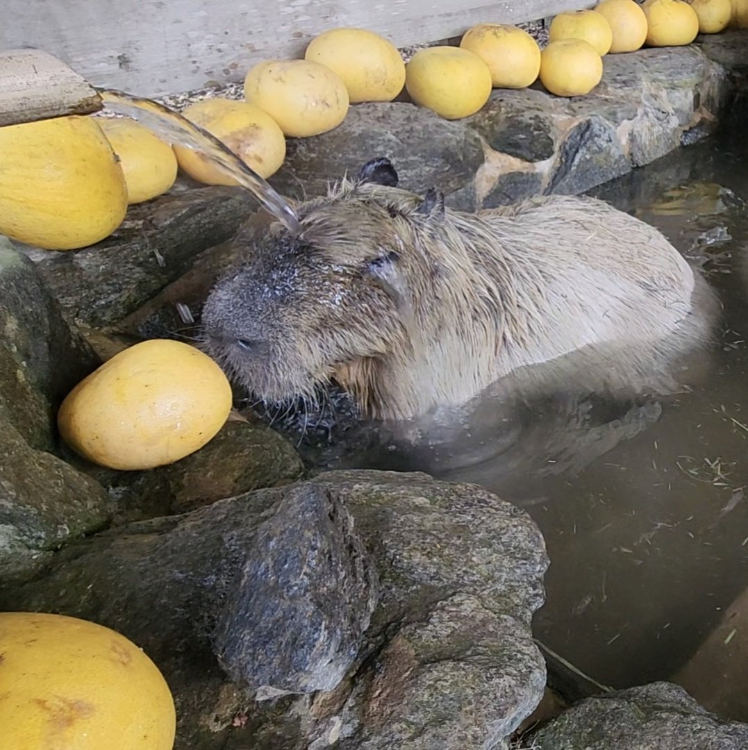 capybarabath tweet picture