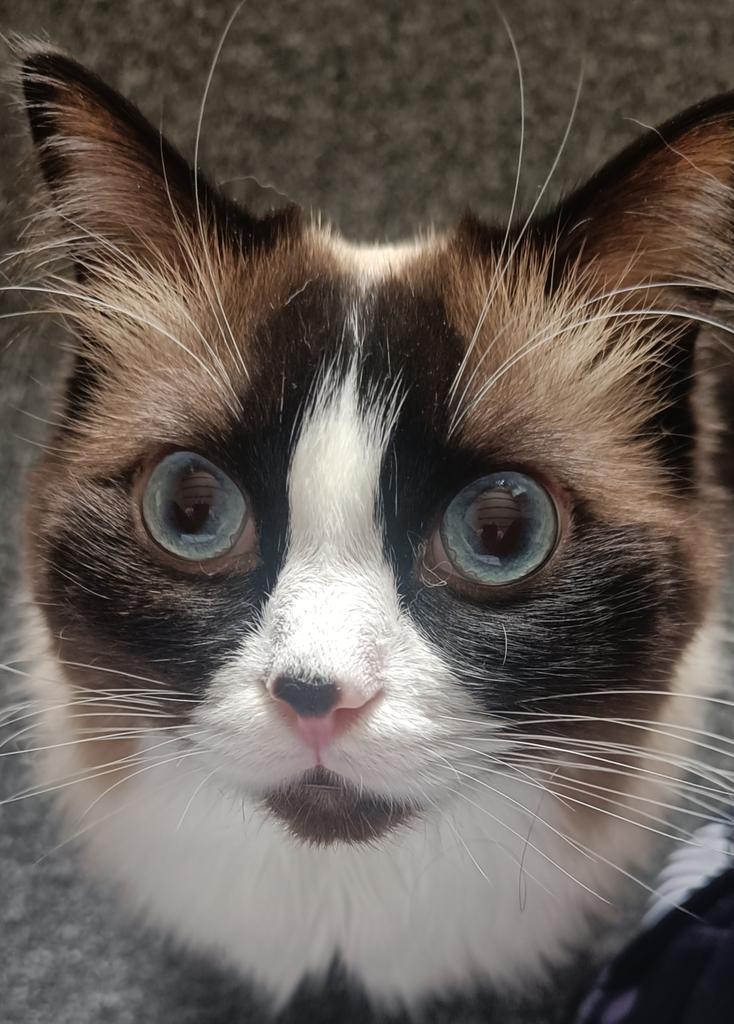 ContactSuzanne's tweet photo. @PickliciousF Hey Pickle, this is how Dante stares at his mummy until I get his feather stick out to play. https://t.co/moF0WBFY7m