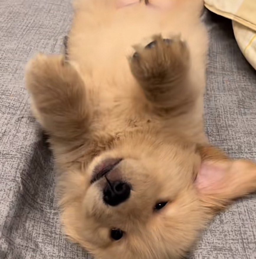 เกาพุงหน่อยจิ
