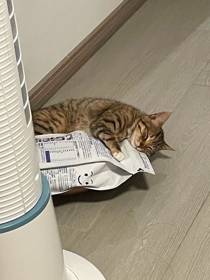 NoCatsNoLife_m's tweet photo. So happy 🥰🧡 https://t.co/jvUim4taT8