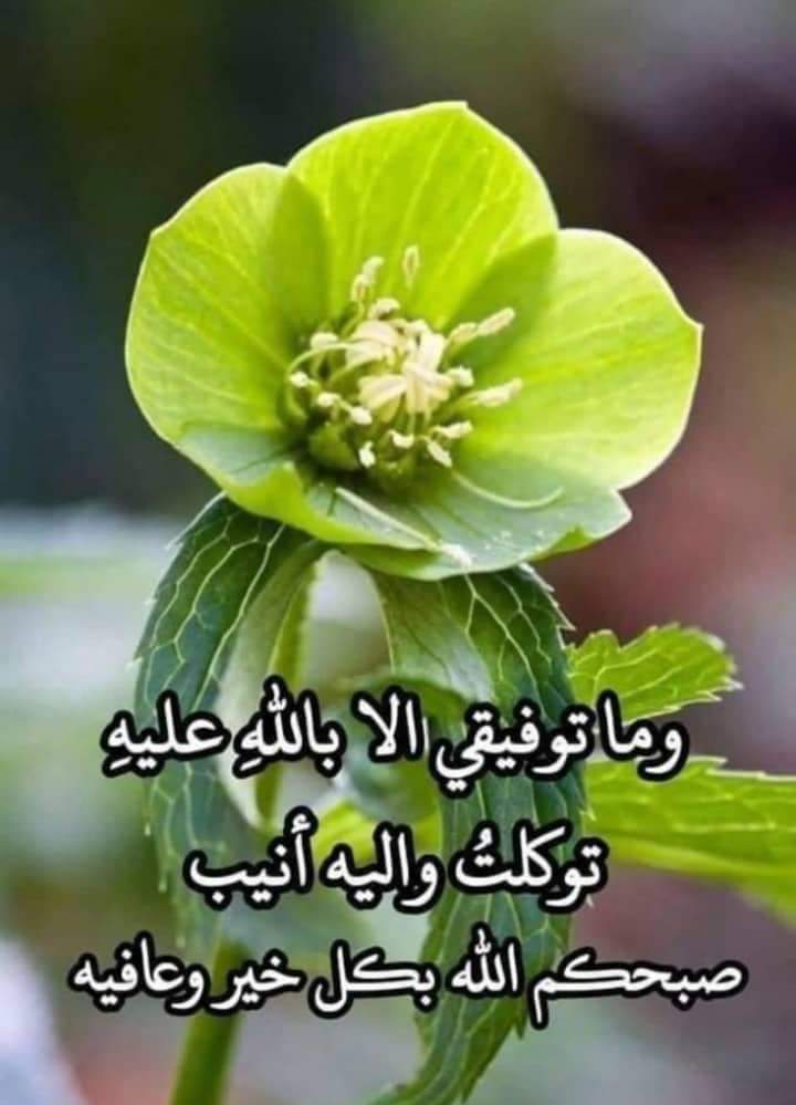 تبدأ حياتك محاولاً فهم كل شيء ، وتنهيها محاولاً النجاة من كل ما فهمت.
,,مقتبسات,,
#صباح__الخيرِ 
#goodmorning 
#قروبات_البابلي_للاضافات