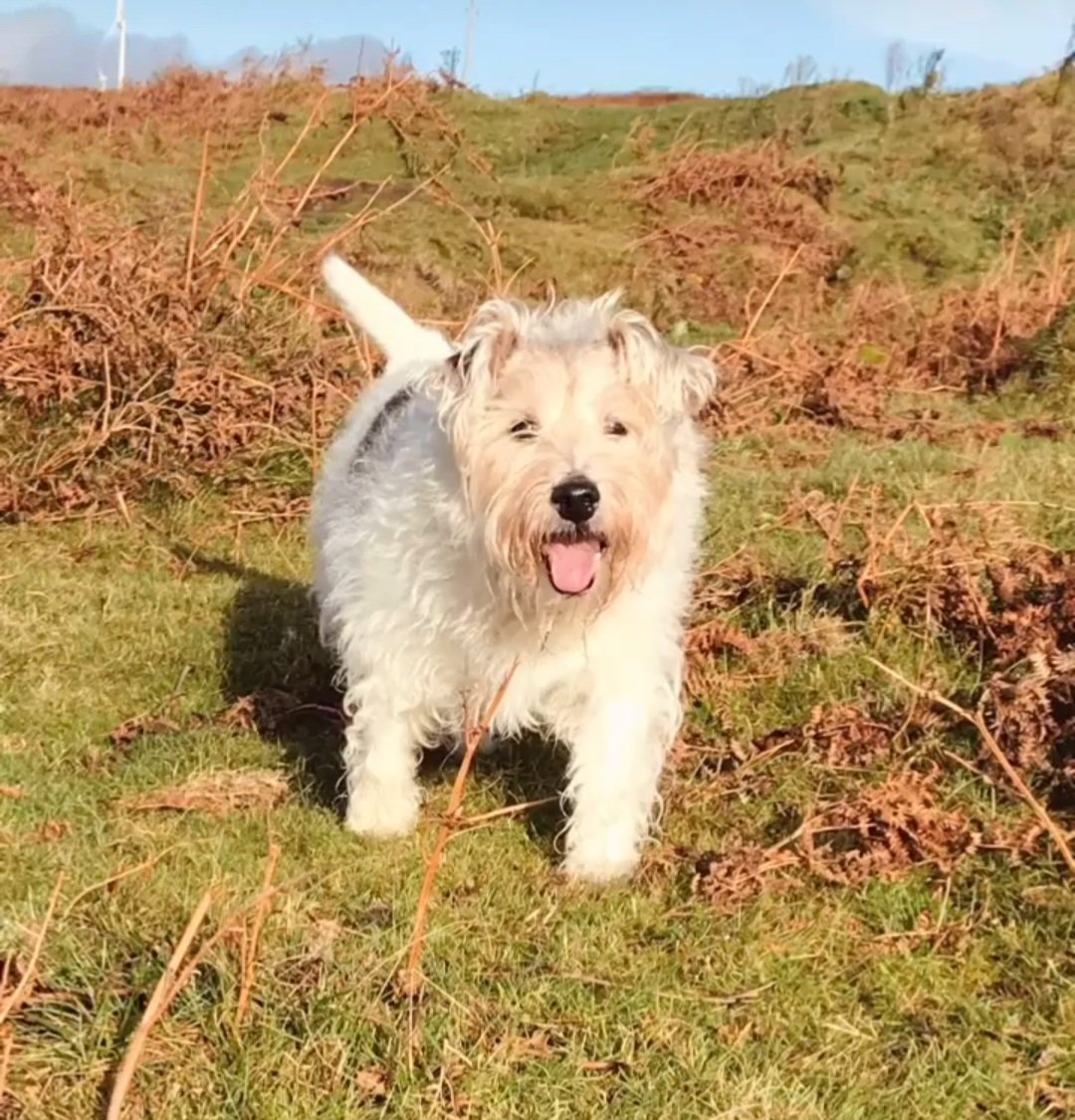 Remembering my dearest pal Mr Trebus <a href="/trebus_mr/">Mr Trebus aka Treebs 🐶🌈🐾 #HarkerToo 💔RUPERT🌈</a> one year since he left us 🌈🌈🌈