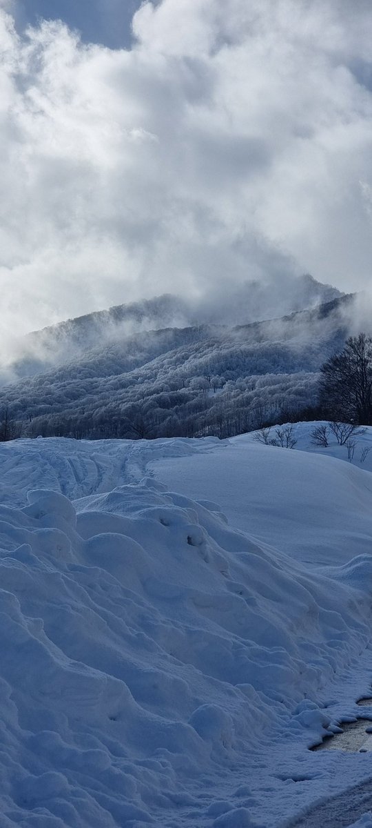 wintertrader89's tweet photo. #japow always delivers the goods especially in #japanuary #powdays https://t.co/Y1pwnW0Cpx