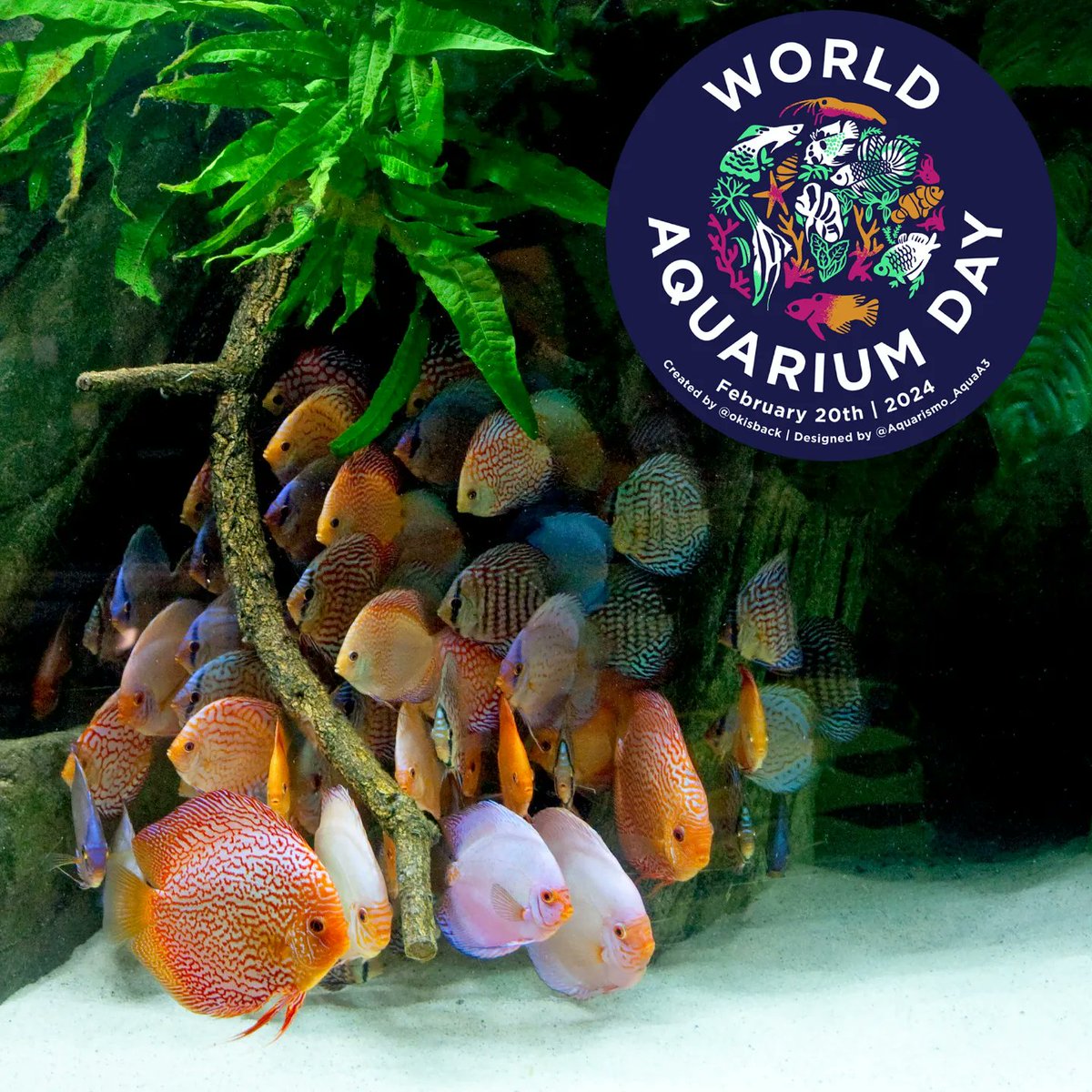 Celebrate the World Aquarium Day 2024 together 🥳 On February 20th it's time again and we want to celebrate our wonderful hobby or profession. On thls day: post your favorite content, your most beautiful fish, the most magnificent aquatic plant, your coral reef, your aquascape,…