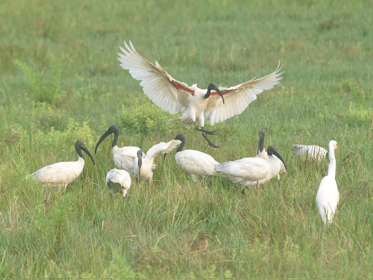GANADEEPS's tweet photo. Black headed Ibis https://t.co/BKvZxHF028