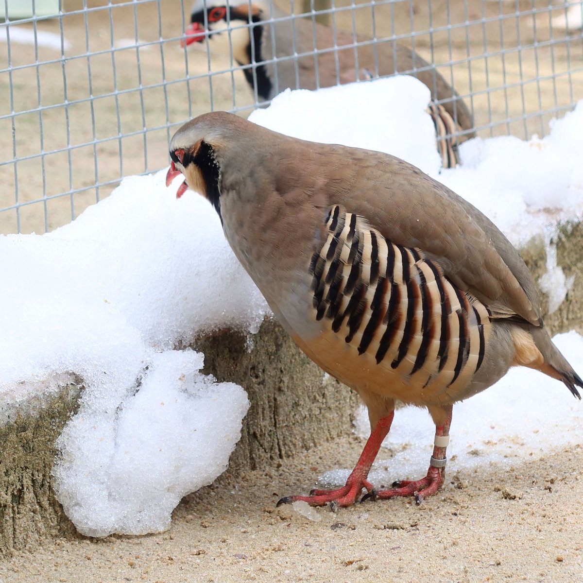 matsuevogelpark's tweet photo. は～ これが雪というものですか～

#イワシャコ https://t.co/RnjijaVfrd