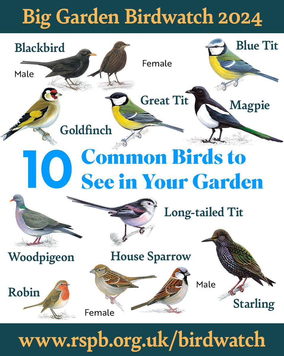 Looking for a fun activity to do with friends, family or simply by yourself this weekend that involves trying to spot some of these little beauties? Then join in with the #BigGardenBirdWatch. There's still time to take part, visit rspb.org.uk/birdwatch and make your hour count