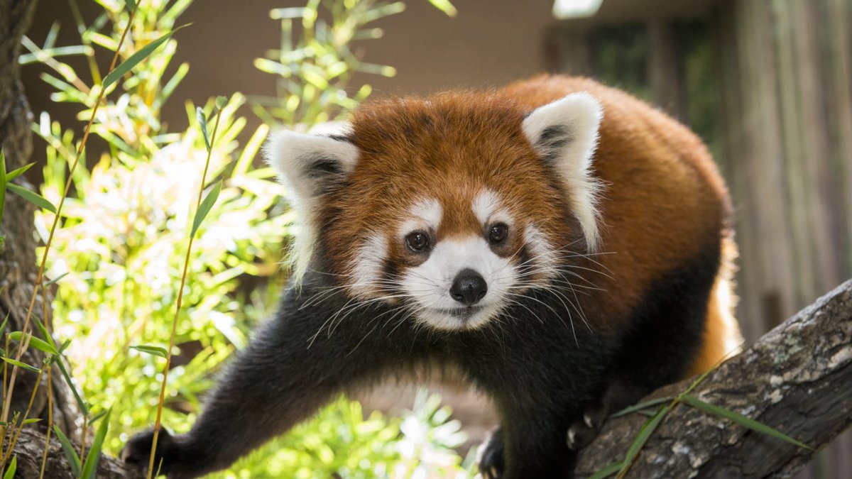Red Panda Every Hour! (@redpandaeveryhr) on Twitter photo 
