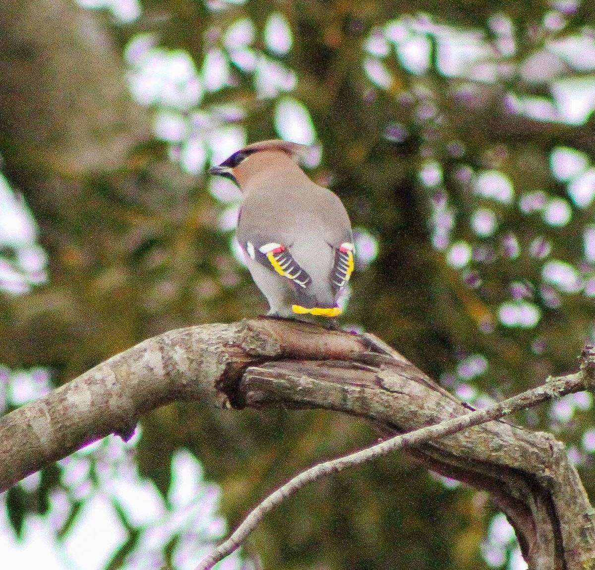 @BirdSpotUK Going to my local woodland..Can I have a Waxwing which are local too me?