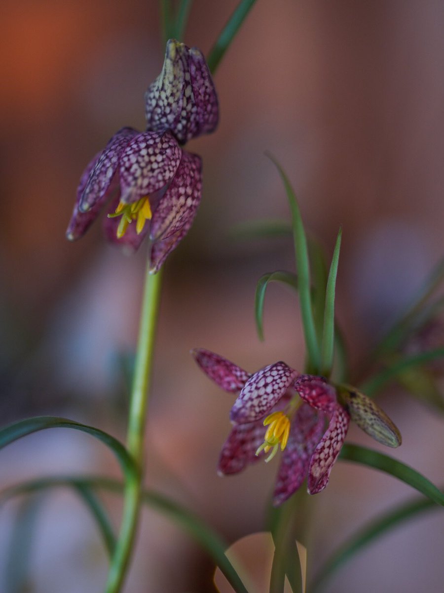 Fritillaria meleagris✨