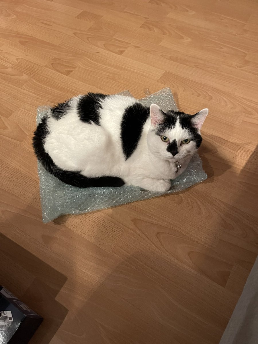bella_rescue's tweet photo. Dad had something yesterday and it came in bubble wrap. Bubble wrap!!! If you know, you’ll know! 🐾

#CatsOfTwitter #CatsOnX #Caturday https://t.co/aQqzHskq7f