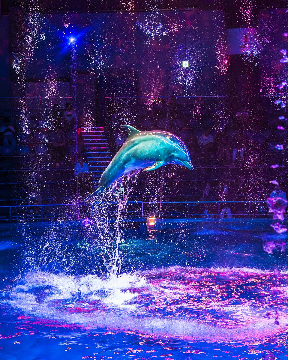 RT @onotch_x: α9IIIでイルカショーを撮ったらすごかった🐬 #α9iii