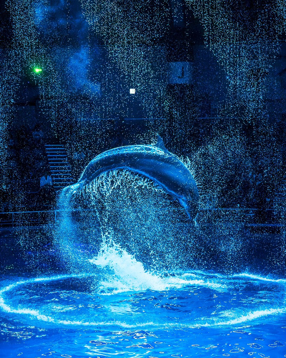 写真 イルカショー RT @onotch_x: α9IIIでイルカショーを撮ったらすごかった🐬 #α9iii