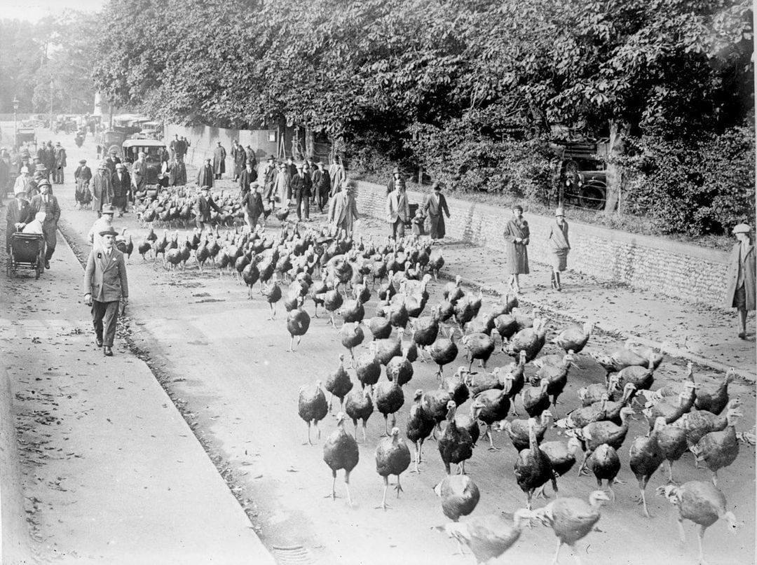 1927 Driving turkeys through Attleborough in Norfolk.
>FH