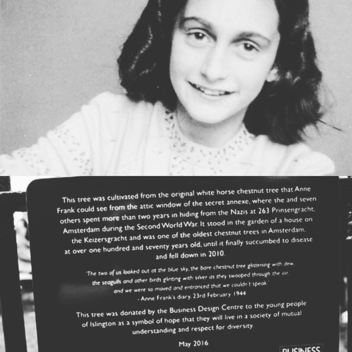 If you live in Highbury and use Church Path on Highbury Fields you would pass a sapling from Anne Frank's favourite tree. The young tree came from the 170-year-old horse chestnut tree that Anne mentions in her diary. Anne died at the Bergen-Belsen concentration camp #HMD2024