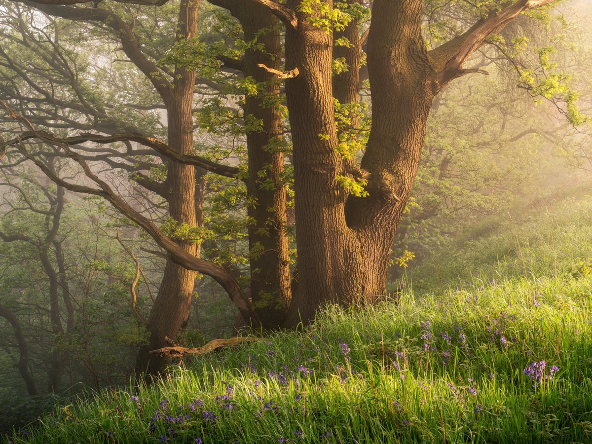 A little flash back to spring last year, some awesome conditions. #woodlandphotography #photo #apicoftheday @OPOTY @UKNikon