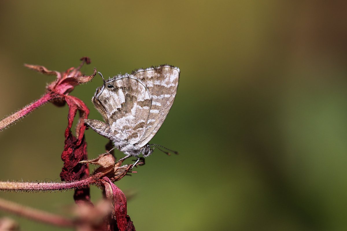 #haftanınkelebeği
Ülkemizde yerli olmayan Sardunya Zebrası (Cacyreus marshalli); Ege kıyı şeridi ve Marmara'nın belirli bölgelerinde, içinde sardunya bitkisinin de dahil olduğu Geraniaceae ailesine ait bitkilerin bulunduğu herhangi bir bahçede karşınıza çıkabilir!
📸: Kaan Yılmaz