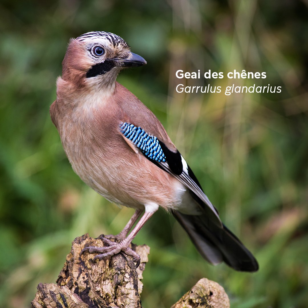Le_Museum's tweet photo. 🐦 Ce week-end, comptez les #oiseaux près de chez vous !
En participant au comptage national des oiseaux des jardins, vous aiderez les scientifiques à mieux comprendre leurs comportements.
Nos indications pour réussir votre comptage 👉 https://t.co/mx2GdfEop7 https://t.co/rZYZvqXOSW