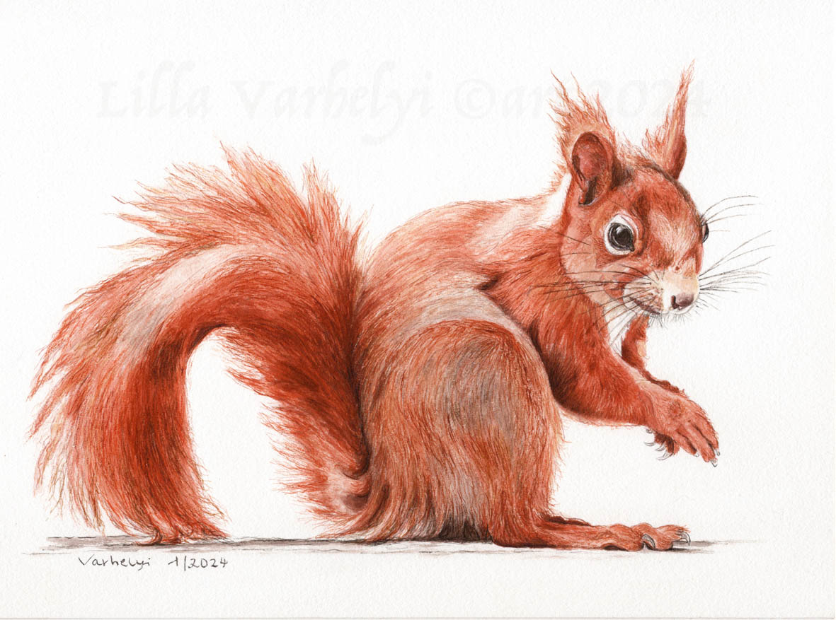 Hab auf Wunsch ein #Eichhoernchen #gezeichnet🐿️My newest #inkpainting  Ink on Cardboard 23x31
#art #squirrel #wildlifeart #kleineKunstklasse #hörnchen #animalslover #wildlifedrawing #animalart #animalpainting #inkdrawing #art #commissionsopen #drawings #zeichnung #ArtistOnTwitter