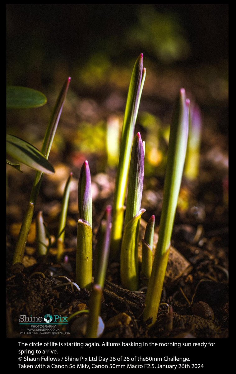 The circle of life is starting again. #Alliums basking in the morning sun ready for spring to arrive. Day 26 of 26 of the 50mm Challenge. © Shaun Fellows / @Shine_Pix Ltd Taken with a #Canon5dMkiv, Canon 50mm Macro F2.5. January 26th 2024 #GardeningX #allium #photographer