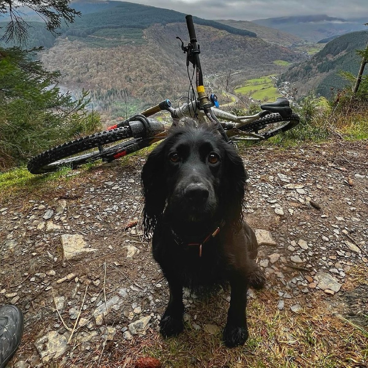 MadisonClothing's tweet photo. There's been no such thing as January blues for Polly and Phil over at @mtbcymru
They've been busy doing what they do best and enjoying the trails of mid-Wales with Suki in tow 🙌
#MadisonClothing #RideEverywear #AW23 https://t.co/d60o3ZkEv2