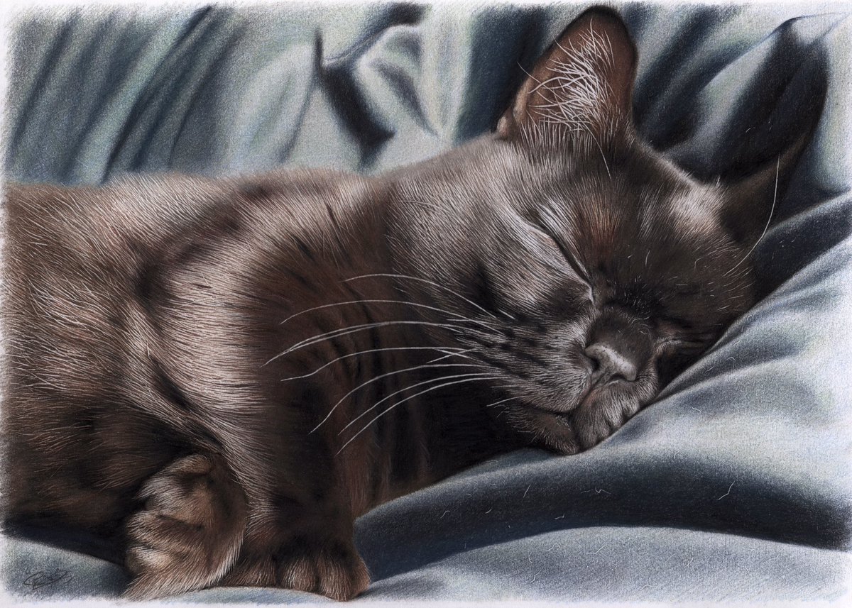 huwahuwa1_25's tweet photo. 色鉛筆で猫ちゃん描きました〜！🐱✍
すやすやもふもふ〜🥰 https://t.co/wff4WsFogV