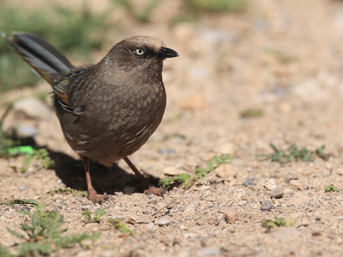 This Elliot’s Laughingthrush (#BirdsSeenIn2024), a near China endemic, provided exceptionally close views today showing well its brownish-grey coat, jet-black bill and distinctive pale irises [BirdingInChina.com].