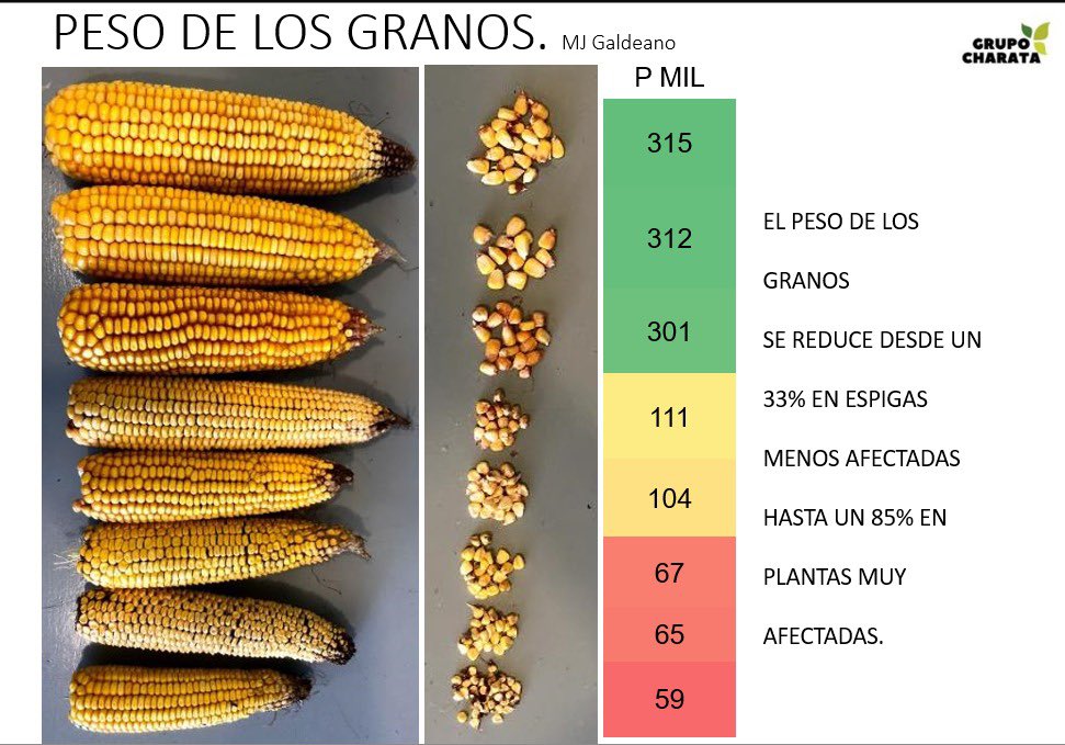 Sobre Spiroplasma, las desiciones son muy tempranas: 
1 elección del híbrido, 
2 fecha de siembra, 
3 controles v4 a v8.
La enfermedad va tapando el floema y los síntomas se ven muy lentamente al final del ciclo. Plantas rojizas con espigas que no llenaron.🤦🏻‍♀️