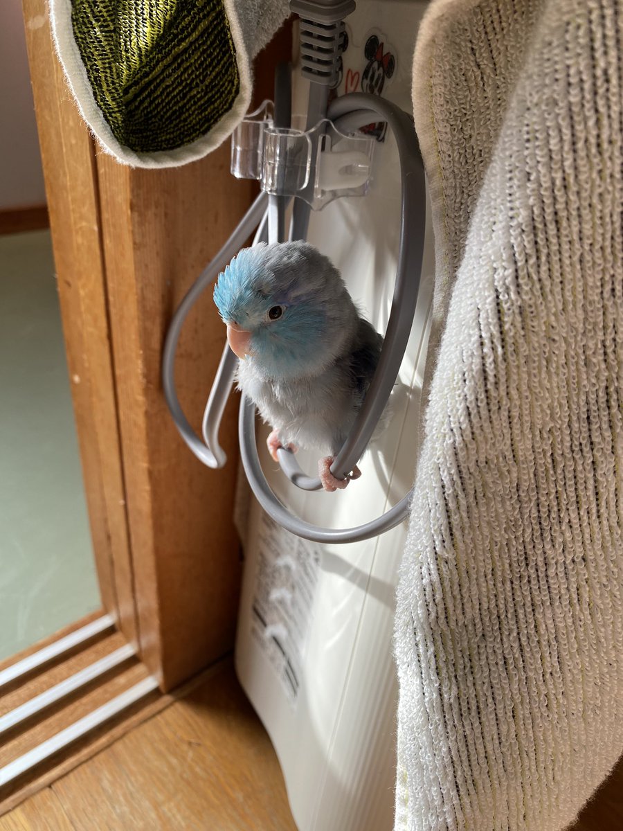 1028mameta's tweet photo. 久しぶりに可愛いあおくんを🐥🥰 https://t.co/xtpJWEmbWX