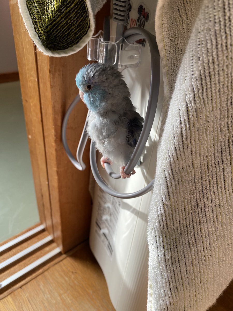 1028mameta's tweet photo. 久しぶりに可愛いあおくんを🐥🥰 https://t.co/xtpJWEmbWX