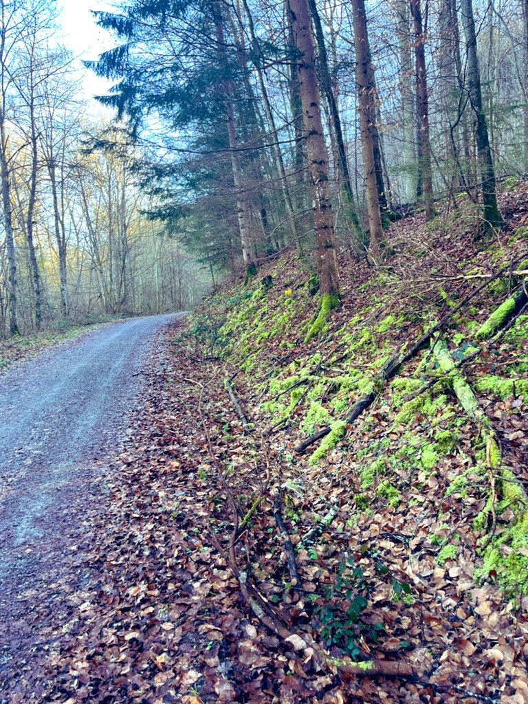 robkard's tweet photo. #Marathon today in sub 4h 🤘🏼. Ultra #Running season starts in 4 weeks with the 50k of HaWei50  for me. #Goals are set, now ready to race! 🤘🏼 #runners #trailrunning #ultrarunning #mountains #laufen #runner #runners #nature #fenix #ultrarun #run #trails #garmin #nature #byebye01 https://t.co/meOba3nyvI